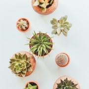 assorted succulents in clay pots
