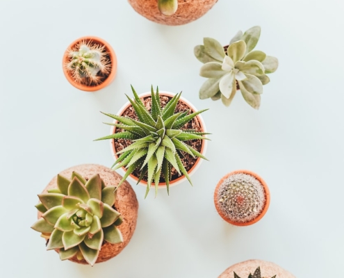Photo by Annie Spratt assorted succulents in clay pots